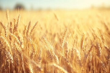 Poster - A serene, golden wheat field basking in sunlight, creating a peaceful and warm atmosphere.