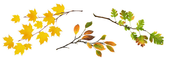 Wall Mural - set of autumn twigs with yellow, green and ginger leaves isolated on white or transparent background