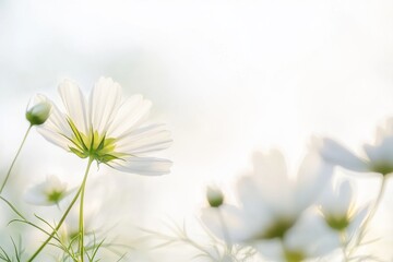 Wall Mural - White Flowers in Bloom