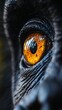 © CreativePulse - Close-up of a chimpanzee's eye, front on angle, capturing its intelligent and emotional expression