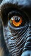 © CreativePulse - Close-up of a chimpanzee's eye, front on angle, capturing its intelligent and emotional expression
