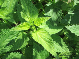 A thriving green nettle plant stands prominently in a lush garden, its vibrant leaves catching the sunlight, highlighting its healthy growth and rich foliage