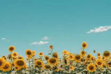 Aufkleber - field of sunflowers with blue sky in the background, vibrant field of sunflowers under clear blue sky
