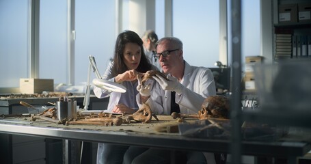 Wall Mural - Archaeological laboratory: Senior paleoanthropologist examines remains of prehistoric human skeleton using professional tools, talks and shows ancient fossil bones to female scientist sitting nearby.