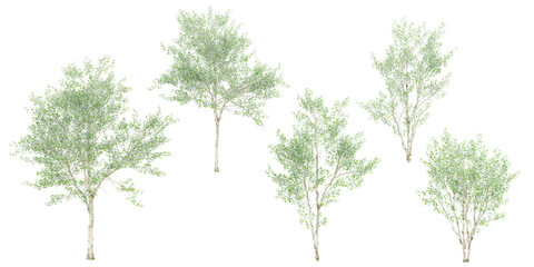 Wall Mural - collection of Silver poplar trees beautiful isolated on white background