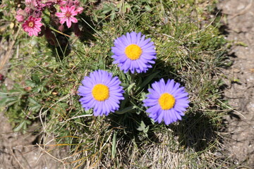 flowers in the meadow