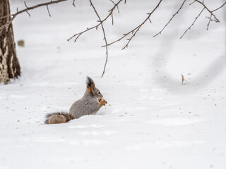 Poster - The squirrel in winter sits on white snow.