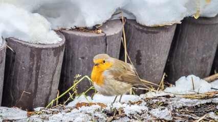 Wall Mural - Cute bird the European Robin, Erithacus rubecula. sitting in the snow in winter. Beautiful song bird