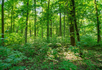  Sunlight in the green forest, spring time