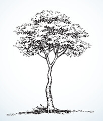 Sticker - Vector drawing. Big tall tree