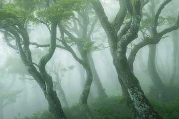 Poster - Misty Forest Serenity