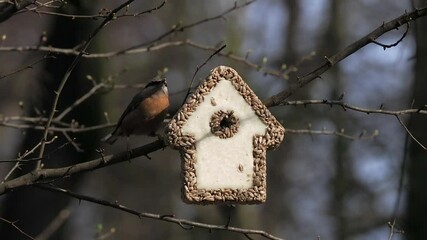 Canvas Print - Nuthatch Near a house made of sunflower seeds for feeding birds in the forest in winter,