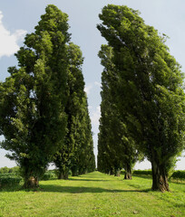 Wall Mural - View of a magnificent cypress avenue in the open countryside