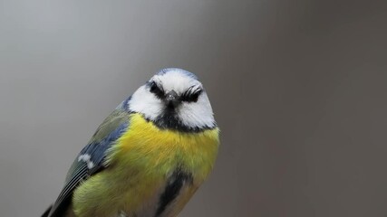 Wall Mural - blue tit looks in different directions