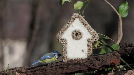 Wall Mural - blue tit a house made of sunflower seeds for feeding birds in the forest in winter, slow motion