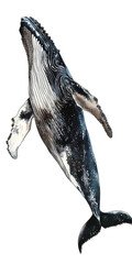 Wall Mural - [Transparent Background PNG]Watercolor Illustration Of A Humpback Whale