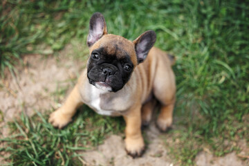 Poster - cute red french bulldog puppy portrait top view outdoors in summer