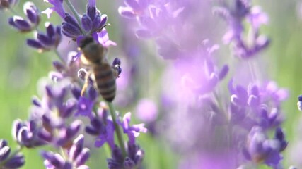 Wall Mural - A bee is flying around a bunch of purple flowers