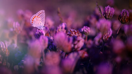 Wall Mural - A beautiful butterfly photographed in its habitat. Nature background. 