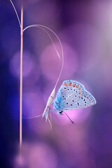 Wall Mural - A beautiful butterfly photographed in its habitat. Nature background. 