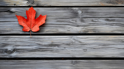 Wall Mural - single autumn leaf on wooden background