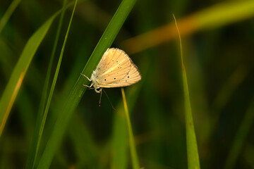 A beautiful butterfly photographed in its habitat. Nature background. 