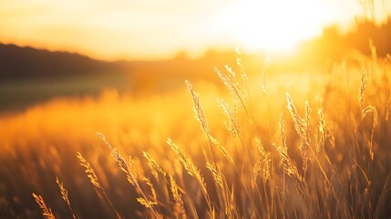 Golden grass field illuminated by warm sunset with a tranquil atmosphere