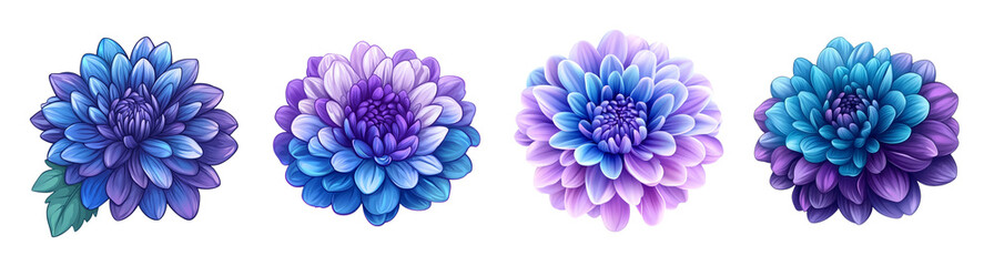 Poster - A collection of vibrant gradient blue and purple chrysanthemum flowers isolated on a transparent background, perfect for autumn and Thanksgiving designs