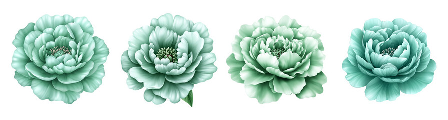 Wall Mural - A set of four isolated teal peony flower illustrations on a transparent background, perfect for spring-themed designs and crafts