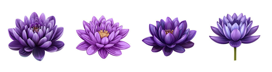 Poster - A collection of vibrant purple lotus flowers isolated on a transparent background, ideal for spa, serenity, and meditation concepts