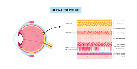 Wall Mural - Retina structure poster