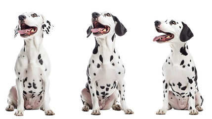 Poster - happy dalmatian dog collection (portrait, sitting, standing) isolated on a white background as transparent PNG, animal bundle