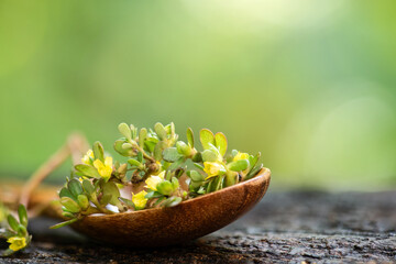 Wall Mural - Purslane or Portulaca oleracea branch green leaves and flowers on natural background.