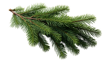 spruce branch, realistic christmas tree, isolated on transparent background.