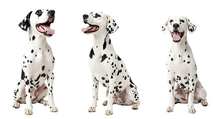 Wall Mural - happy dalmatian dog collection (portrait, sitting, standing) isolated on a white background as transparent PNG, animal bundle