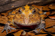 © Danita Delimont - South American horned frog.