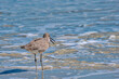 © Danita Delimont - Willet, sandpiper wading in ocean