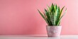 © Kukar Studio - Snake plant in a pink marble pot isolated on pink background, Sansevieria air purifying houseplant, indoor plant