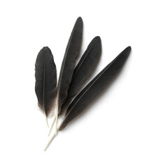 Wall Mural - Beautiful black bird feathers isolated on white, top view