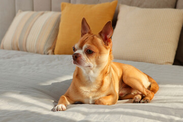 Canvas Print - Cute Chihuahua dog on bed in room