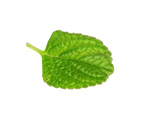 mint leaves isolated on white background