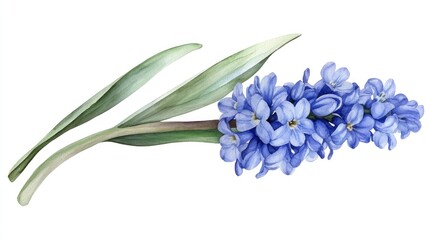 Poster - Watercolor illustration of a hyacinth branch isolated on a white background suitable for various prints in a hand painted style