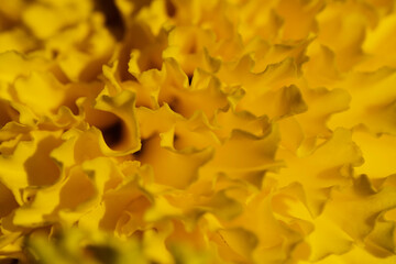 Marigold is a flowering plant 25-60 cm tall. The leaves are lance-shaped, pointed tips, serrated edges. The flowers are in a single cluster at the tip of the shoot. The outer flower petals are gutter 