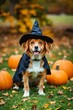 © Ciro - Cute dog wearing halloween witch costume, standing outdoors with pumpkins arround.