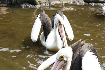 two pelican on the river