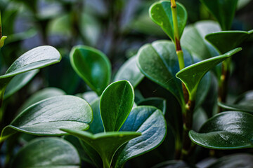 Plain green Peperomia Obatusiia plant