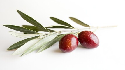 Olive Branch with Two Ripe Olives