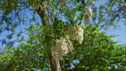 Wall Mural - Blooming black locust flowers hang delicately from a branch against a vibrant, verdant backdrop in sunny puglia, italy.