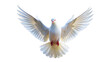 © Bounpaseuth - a white dove with open wings