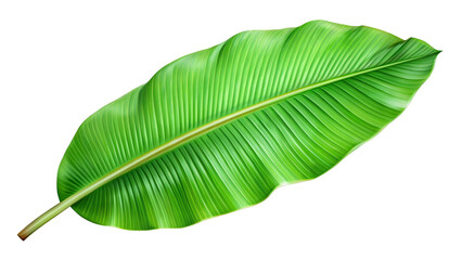 green banana leaf isolated on white background.